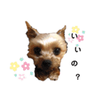 世界一可愛いいぬたち、と猫。（個別スタンプ：11）