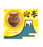 世界一可愛いいぬたち、と猫。（個別スタンプ：17）