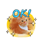 世界一可愛いいぬたち、と猫。（個別スタンプ：18）