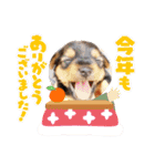 世界一可愛いいぬたち、と猫。（個別スタンプ：19）