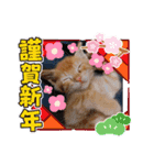 世界一可愛いいぬたち、と猫。（個別スタンプ：20）