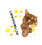 世界一可愛いいぬたち、と猫。（個別スタンプ：21）