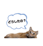 世界一可愛いいぬたち、と猫。（個別スタンプ：22）