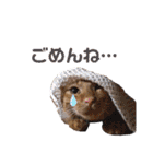 世界一可愛いいぬたち、と猫。（個別スタンプ：23）