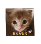 世界一可愛いねこ。（個別スタンプ：1）