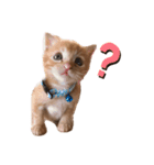 世界一可愛いねこ。（個別スタンプ：2）