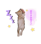 世界一可愛いねこ。（個別スタンプ：3）
