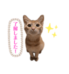 世界一可愛いねこ。（個別スタンプ：5）