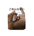 世界一可愛いねこ。（個別スタンプ：6）