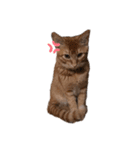 世界一可愛いねこ。（個別スタンプ：7）