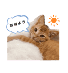 世界一可愛いねこ。（個別スタンプ：8）
