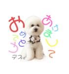 ビションフリーゼのミル（個別スタンプ：1）