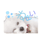 ビションフリーゼのミル（個別スタンプ：2）