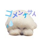 ビションフリーゼのミル（個別スタンプ：4）