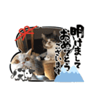 MM ぶらざーずのお正月 2020（個別スタンプ：1）