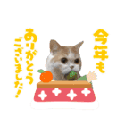 MM ぶらざーずのお正月 2020（個別スタンプ：11）