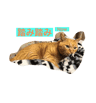 空太(猫)スタンプ（個別スタンプ：1）