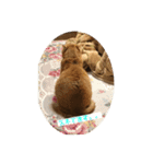 空太(猫)スタンプ（個別スタンプ：2）