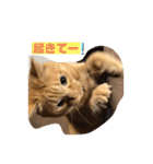 空太(猫)スタンプ（個別スタンプ：3）