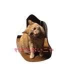 空太(猫)スタンプ（個別スタンプ：4）