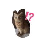 空太(猫)スタンプ（個別スタンプ：5）