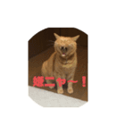 空太(猫)スタンプ（個別スタンプ：10）