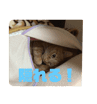 空太(猫)スタンプ（個別スタンプ：11）