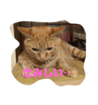 空太(猫)スタンプ（個別スタンプ：13）