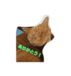 空太(猫)スタンプ（個別スタンプ：14）
