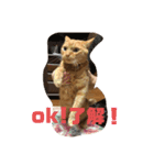 空太(猫)スタンプ（個別スタンプ：15）
