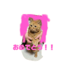 空太(猫)スタンプ（個別スタンプ：16）