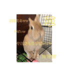 ここちゃんの冒険2（個別スタンプ：7）