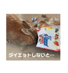ここちゃんの冒険2（個別スタンプ：12）