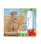 ここちゃんの冒険2（個別スタンプ：17）