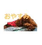 アンナスタンプ 1（個別スタンプ：2）