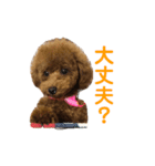 アンナスタンプ 1（個別スタンプ：5）
