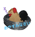 ニワ木トリ（個別スタンプ：2）