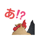 ニワ木トリ（個別スタンプ：11）