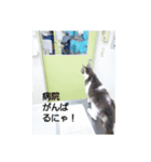 むすめねこ③（個別スタンプ：1）