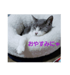 むすめねこ③（個別スタンプ：2）