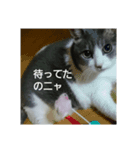 むすめねこ③（個別スタンプ：3）