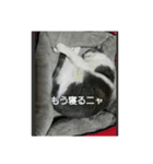 むすめねこ③（個別スタンプ：4）