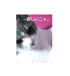 むすめねこ③（個別スタンプ：6）