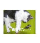 むすめねこ③（個別スタンプ：7）