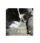 むすめねこ③（個別スタンプ：8）