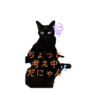 きじしろと黒猫3（個別スタンプ：3）