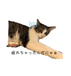 きじしろと黒猫3（個別スタンプ：4）