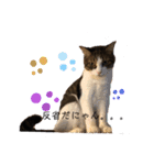きじしろと黒猫3（個別スタンプ：5）
