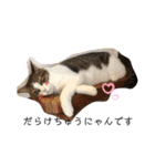 きじしろと黒猫3（個別スタンプ：6）