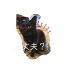 きじしろと黒猫3（個別スタンプ：9）